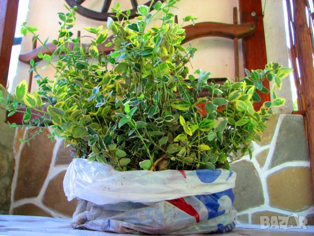 Радиканс - 3 вида вечнозелен жив плет (ПРОМО: 1,10 лв.–0,80 лв.), снимка 7 - Разсади - 42873134