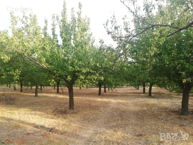 Продавам дворно място / овощна градина в с. Калипетрово