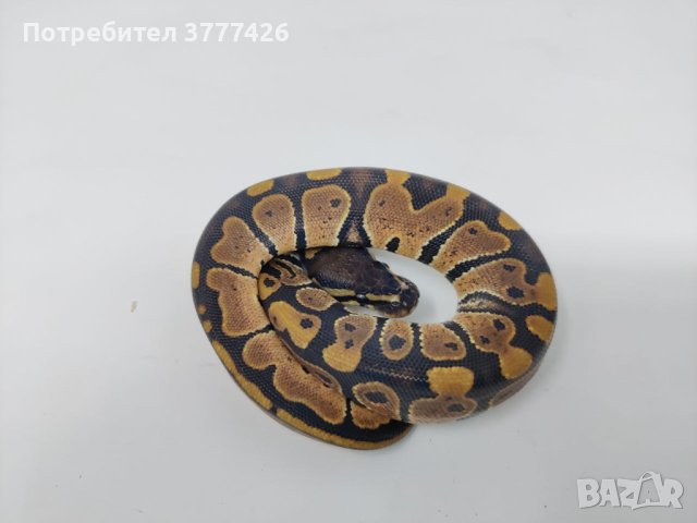 Кралски Питон / Ball Python / Python regius, снимка 3 - Змии - 42172390