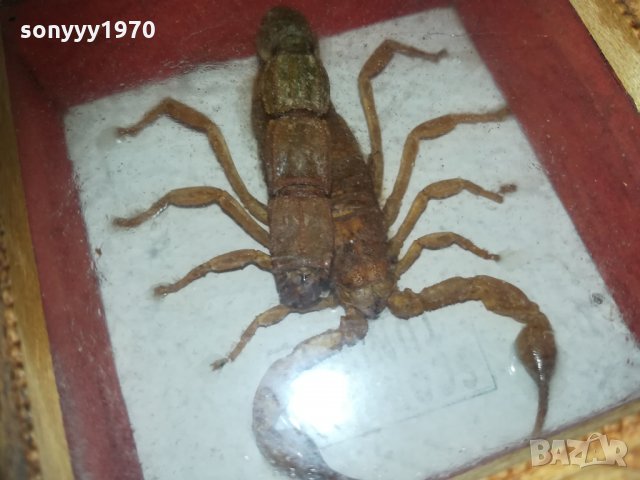 скорпион-внос france 1910201740, снимка 5 - Колекции - 30478693