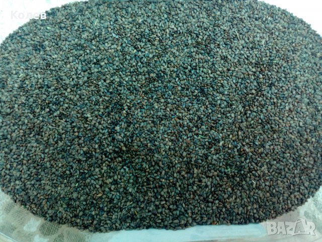 Продавам семена Мурсалски чай (пирински чай) реколта- 2023 г., снимка 2 - Сортови семена и луковици - 38307484