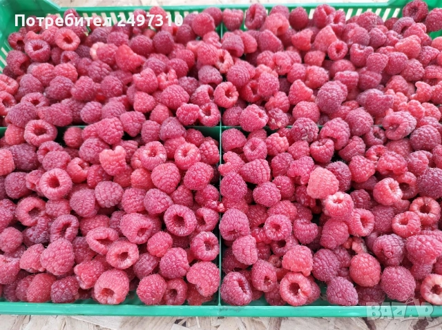 Продавам разсад малини 