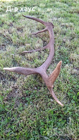 Единичен еленски рог , снимка 4 - Декорация за дома - 54304399