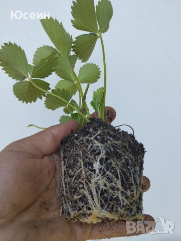 Ягоди сорт албион , снимка 11 - Разсади - 52900763