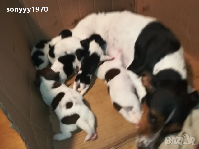 ДЖАК-СЛАДКИ БЕБЕТА 2508250707, снимка 14 - Джак ръсел териер - 51479040