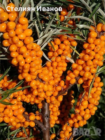 Облепиха, ракитник, сибирски ананас, морски зърнастец (Hippophae rhamnoides), снимка 4 - Градински цветя и растения - 52354345