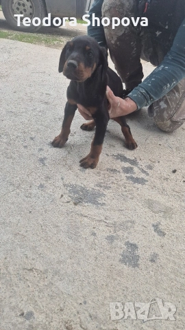 доберман, снимка 2 - Доберман - 52640041