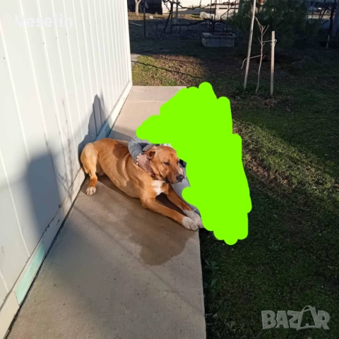 Здрав и Млад Датски Дог за Разплод, снимка 7 - Търси партньор - 52330332