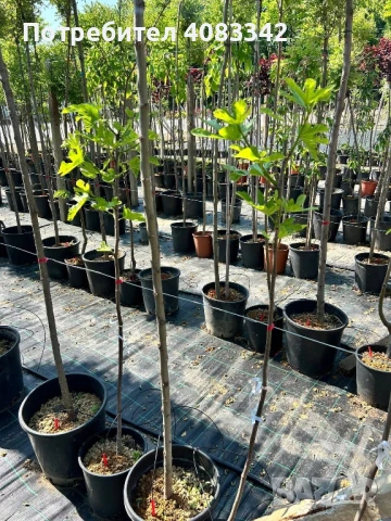 Бяла Едра Смокиня, снимка 1