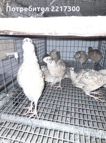 Продавам пъдпъдъци , снимка 3 - За птици - 35108880