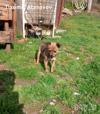 Пинчер, снимка 2 - Пинчер - 53464829