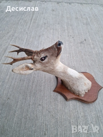 Препариран трофей Сръндак, снимка 3 - Други - 53035381
