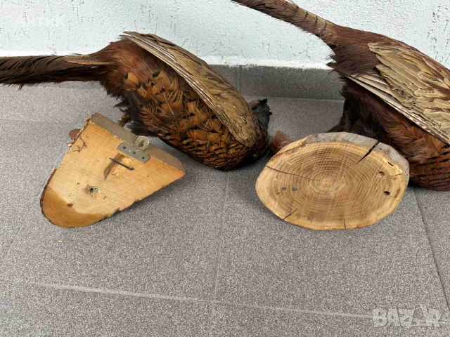 Препариран Фазан Фазани, снимка 10 - Други ценни предмети - 51683019