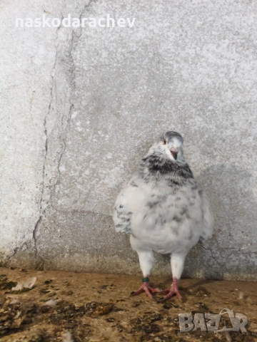 Гълъби порода Америка Кинг, Кингове, снимка 16 - Гълъби - 52411130