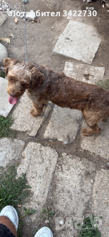 Лагото романьоло, снимка 6 - Други - 52127719