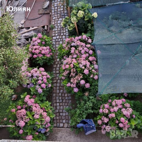 Хортензия розова , снимка 5 - Градински цветя и растения - 40365587
