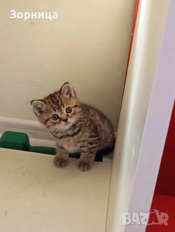 Британско коте , снимка 11 - Британска късокосместа - 54330980
