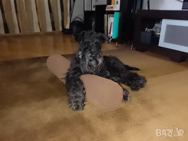  Мъжки мини шнауцер