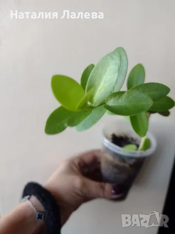 Хоя, hoya densifolia