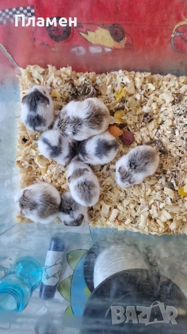 мини хамстери