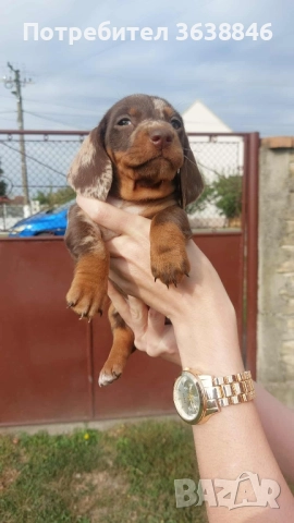 Мини дакел, снимка 5 - Дакели - 51759013