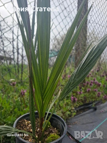 Палми от производител , снимка 4 - Градински цветя и растения - 54084821