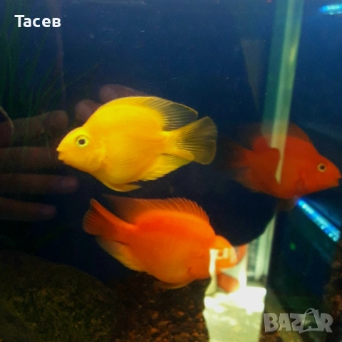 Жълт папагал 6-7см