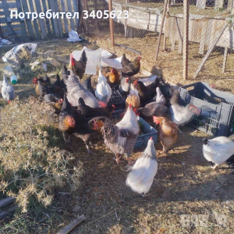  домашни яйца 