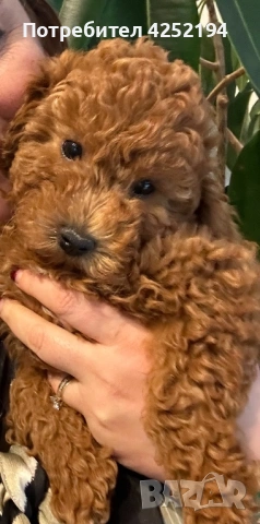 Мини пудел женско 