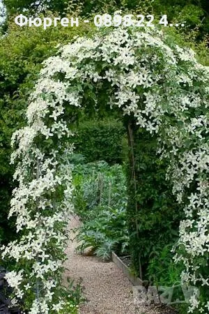 Жасмин вечно зелен Ароматен Налични 4 вида , снимка 2 - Разсади - 44925163