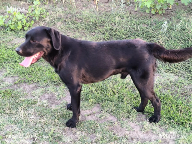 Подарявам мъжки лабрадор , снимка 2 - Лабрадор ретривър - 52388655