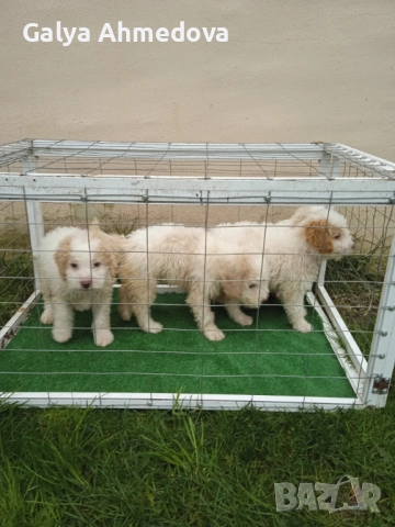 Лагото романьоло , снимка 6 - Други - 52513113