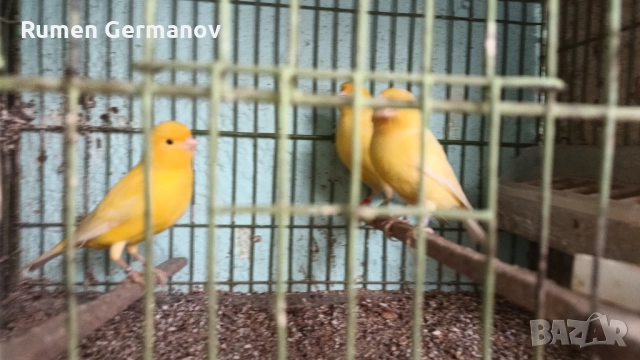 Продавам млади канарчета 2025г., снимка 2 - Канари - 52147318