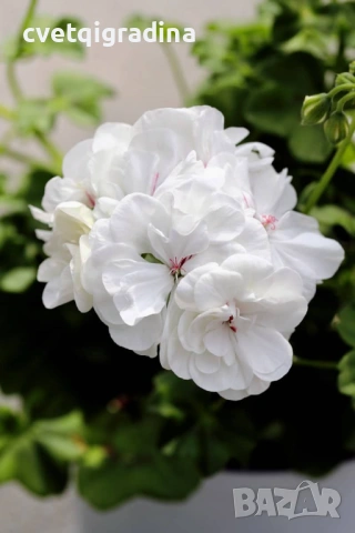 Pelargonium Каскадна моловка,сакъз, снимка 4 - Градински цветя и растения - 53936741