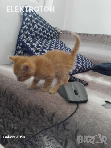 Подарявам малки котета