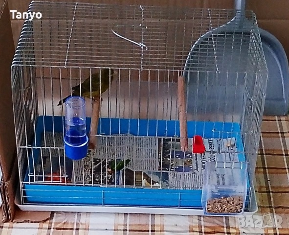 Младо мъжко,25 година.60 лв., снимка 3 - Канари - 53299917