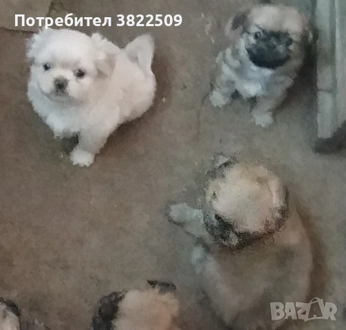 продавам пекинез , снимка 1