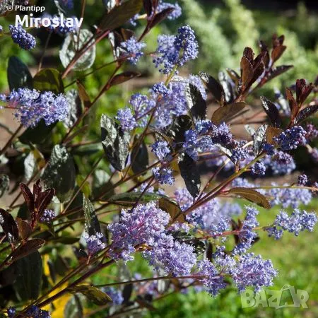 Калифорнийски люляк (Червенолистен), снимка 2 - Градински цветя и растения - 49665645