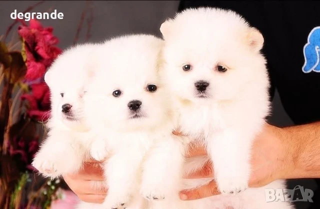 Бели бебета Померан, снимка 2 - Померан - 51043689
