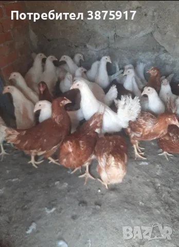 продавам ярки бял легхорн и ломан Браун, снимка 4 - Кокошки и пуйки - 44149424