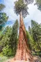 15 x семена гигантска секвоя мамутово дърво sequoiadendron giganteum за декорация на двора, снимка 18