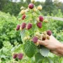 ‼️🌱Здравеите предлагам разсад Малини Висок Добив Много Сладки и Ароматни  (Люлин1лв) (Полка Глен Ди, снимка 4