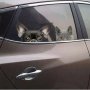 Куче коте глави самозалепващ стикер за стена прозорец автомобил кола мебел лепенка, снимка 4