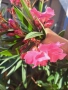 Зокум ,Олеандър(розов)-1.70 см., снимка 1