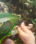 Продавам Жардина (Конгоански папагал), снимка 1 - Папагали - 44779416