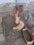 Декоративни кокошки и фазани , снимка 7