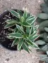 Alstroemeria Colorita Katiana – уникална пъстролистна алстромерия, снимка 6