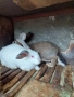 Продавам зайци , снимка 1