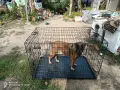 Мобилна клетка за куче , снимка 5