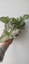 Еписцея, episcia silver sheen, снимка 4